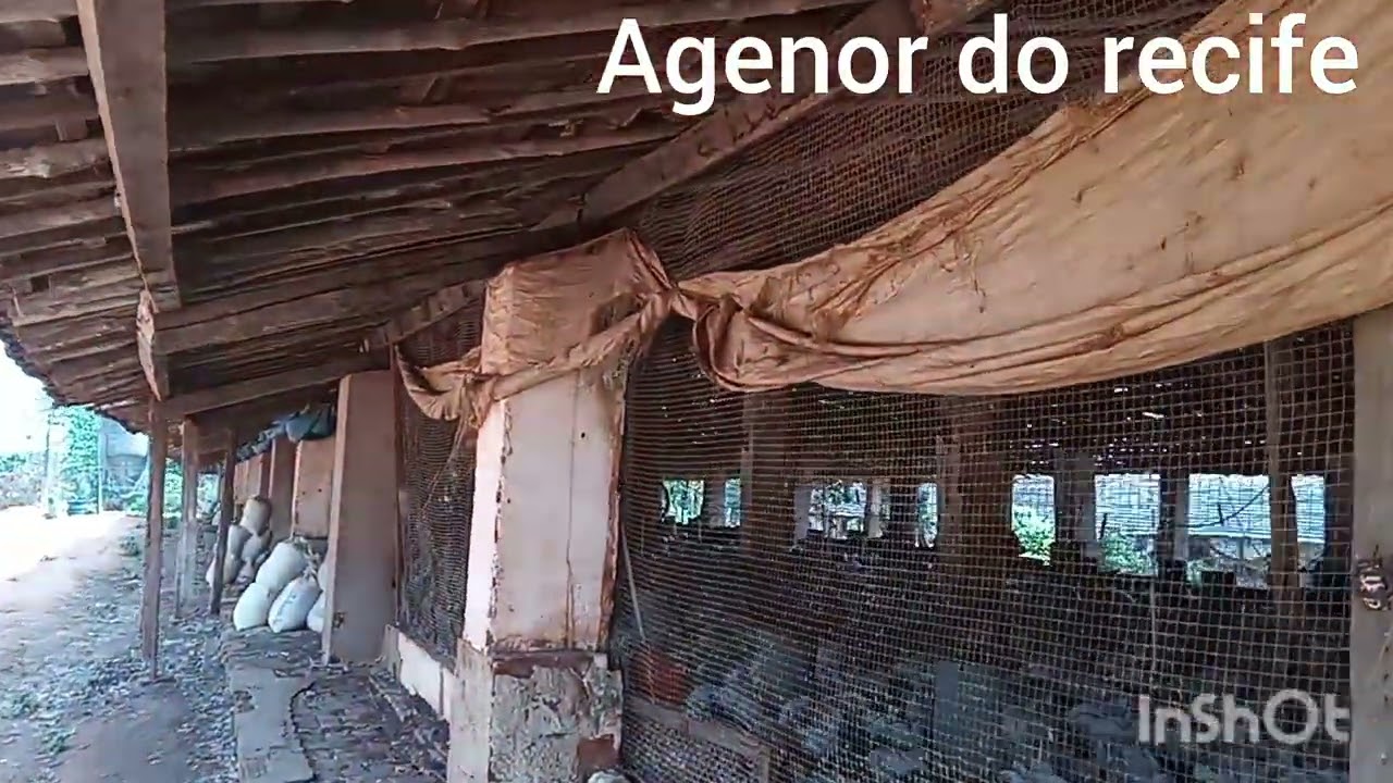 Criação de frango de corte