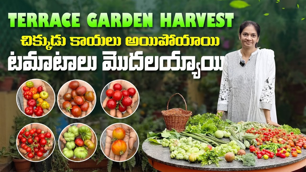 Terrace Garden Harvest/ఆఖరికి నా బాధ చూడలేక చౌ చౌ  కాయ కాసింది. @MADGARDENER  #garden  #organic 