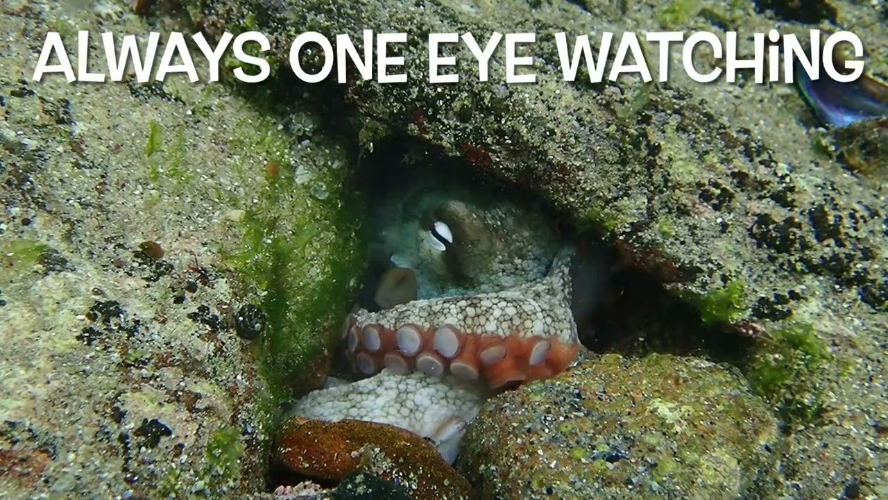 WHATS IN SHELLY POOL TODAY