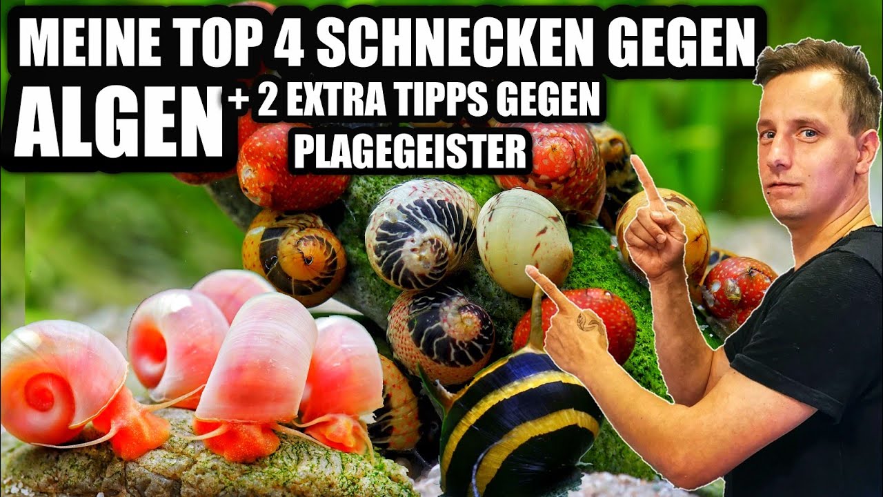 Meine Top 4 Schnecken gegen Algen im Aquarium + 2 Extra Tipps | Sascha Hoyer