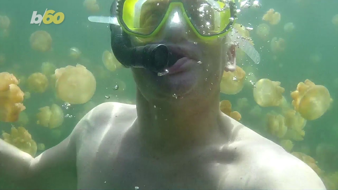 Travelers Can Swim With Jellyfish Again at Palau's Famous Jellyfish Lake