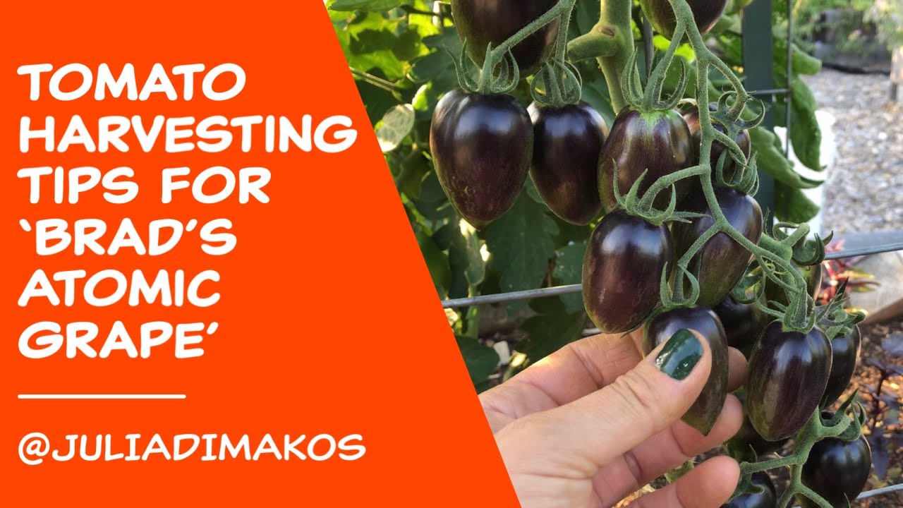 Tomato harvesting tips for 'Brads Atomic Grape'