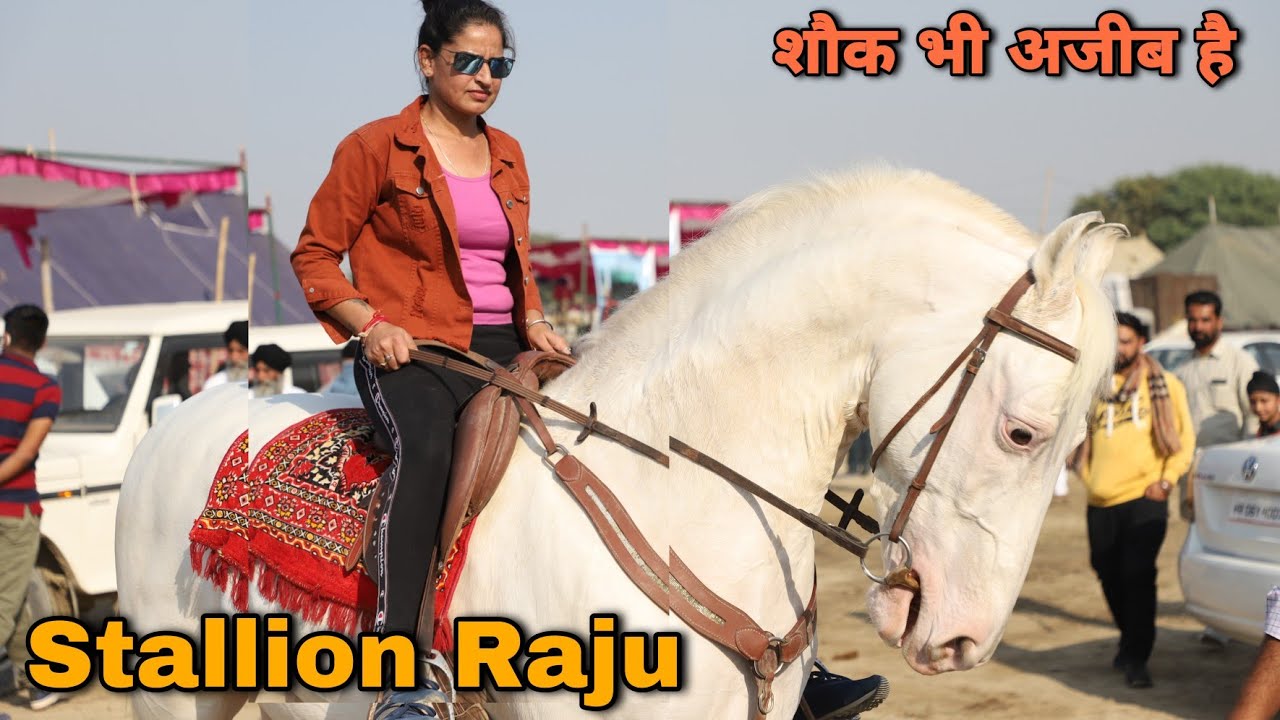 Stallion Raju के साथ राइडिंग | गंगानगर पशु मेला | Nukra Ghoda