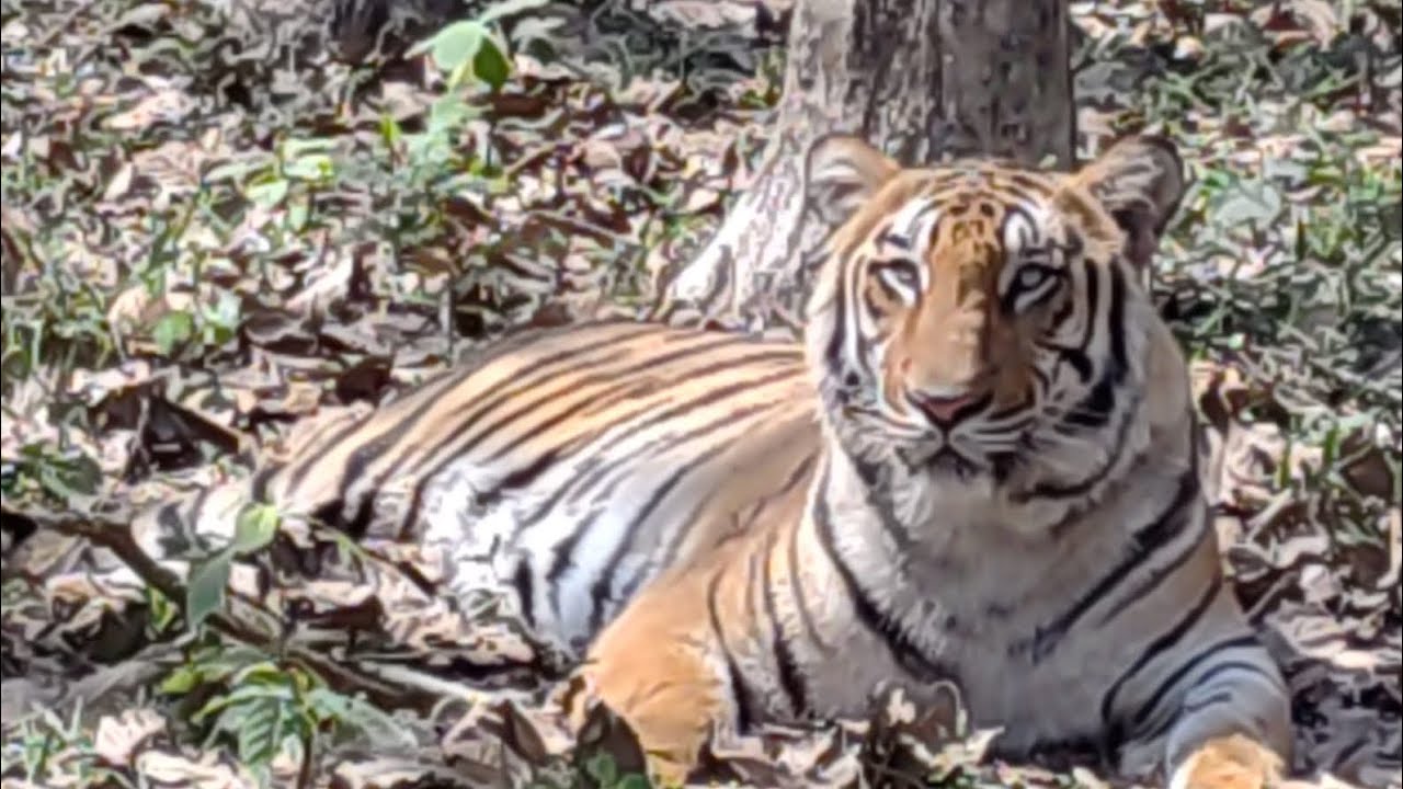 Bengal safari  