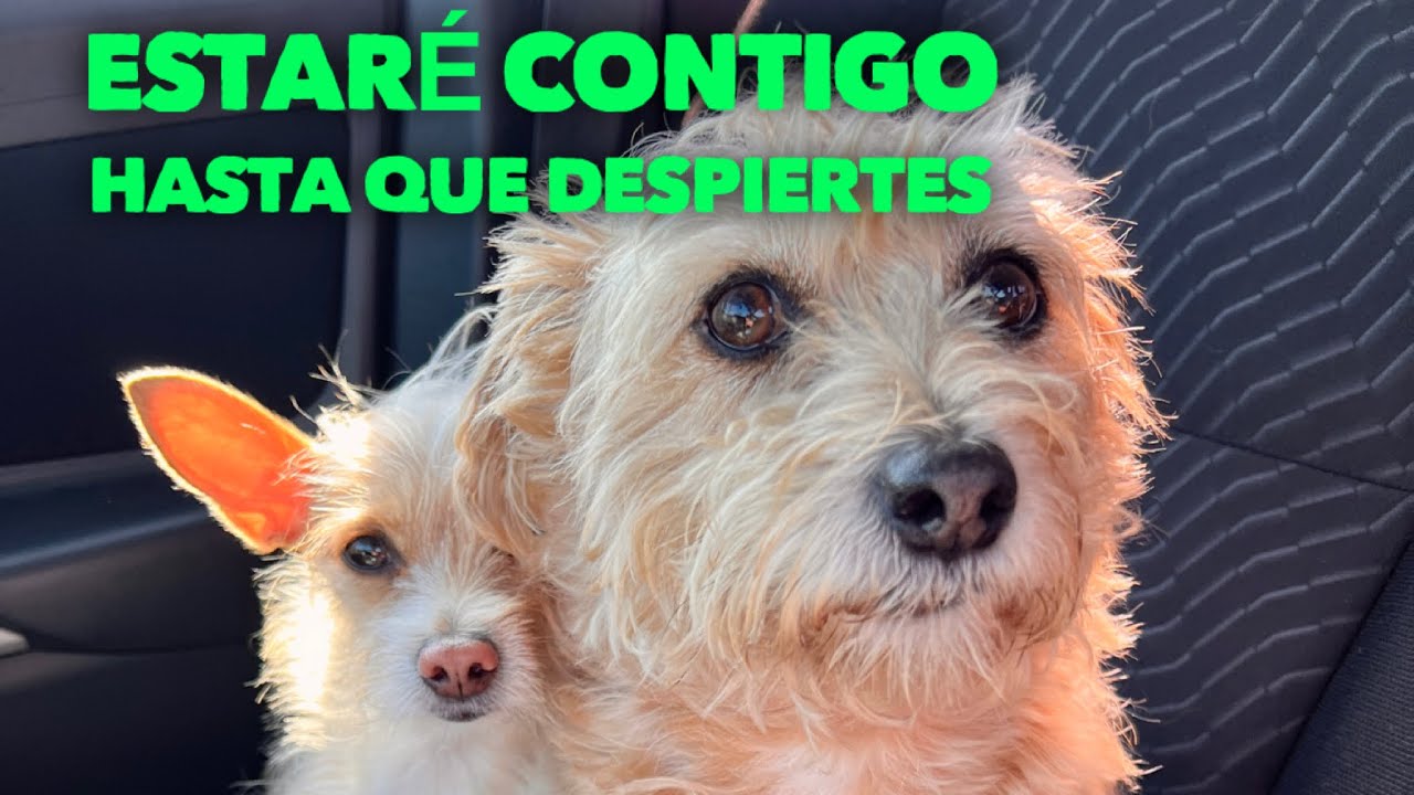 La cirugia de Bella!🐶.. Nuestro peor temor.. no soltare tu patita hasta que despiertes 😭