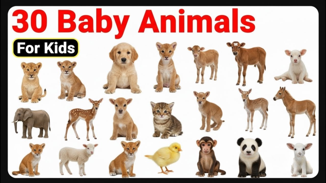 30 Baby Animals Name for Kids 🐾 | Baby Animals with Pictures | animals name | animals for kids