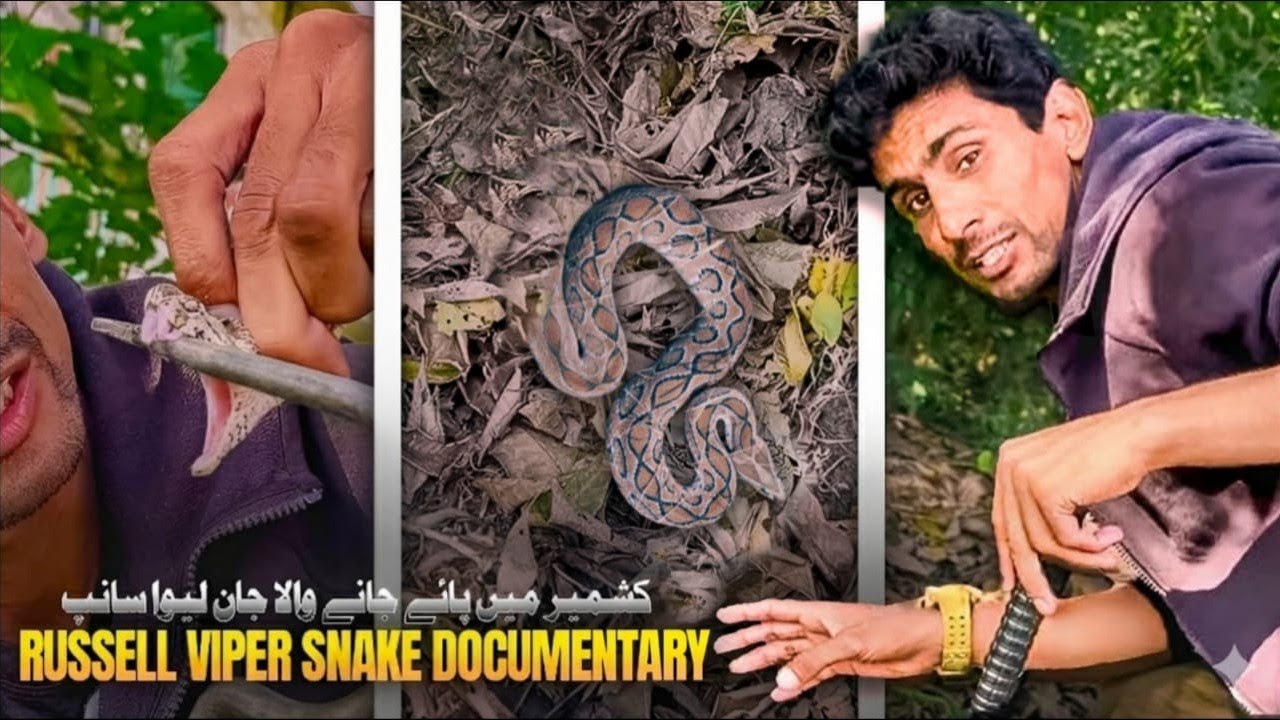 Russell Viper | Facts, Behavior & Awareness 