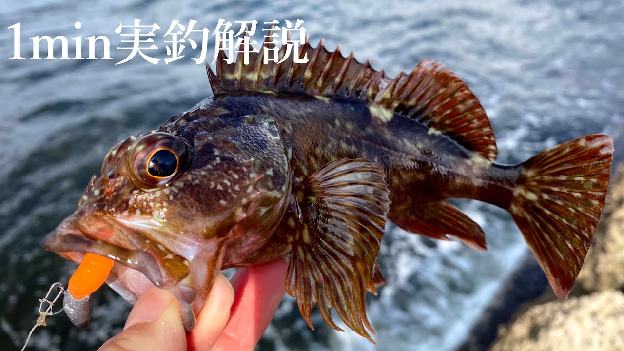 【ノーカット】１分で分かる、カサゴのルアーフィッシング  How to fish scorpionfish