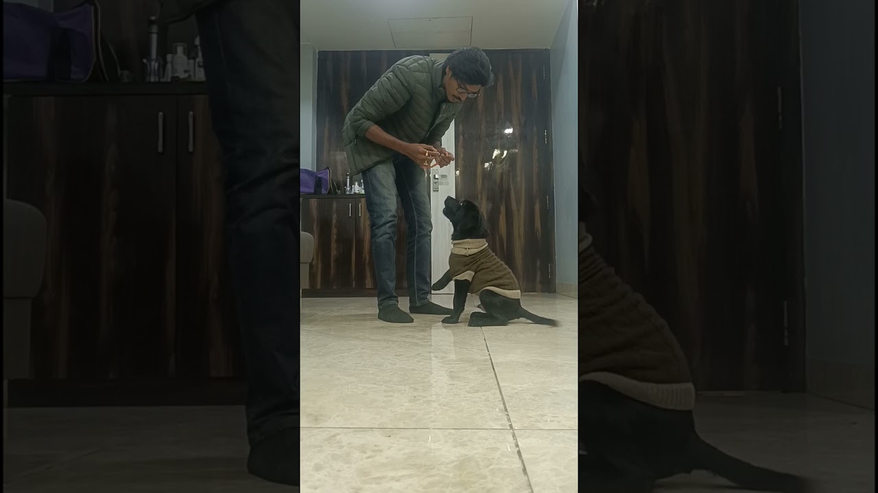 How to Stop a Labrador Puppy from Jumping | Collar, Leash & Sit Training By SLDTAXKP (KrossPawws)