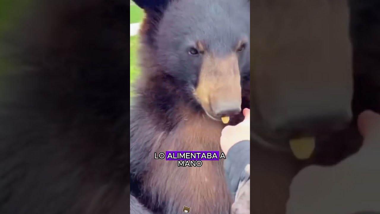 Ursus thibetanus fallen from a tree#animals #Foryou #Friendship #Us#Ursusthibetanus