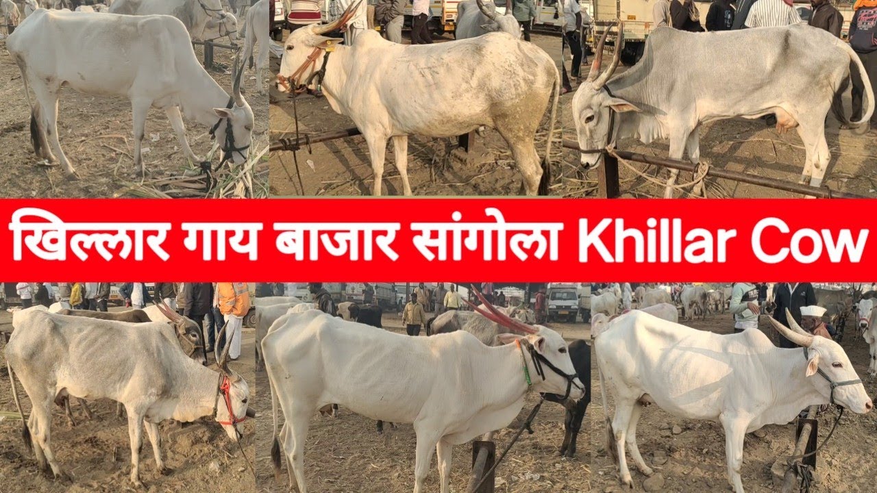 खिल्लार गाय बाजार सांगोला | Khillar Cow Market Sangola 