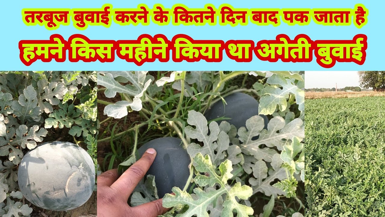 तरबूज बुवाई बाद कितने दिन में पकता है| tarbooj ki buvayi kis mahine|In which month to sow watermelon