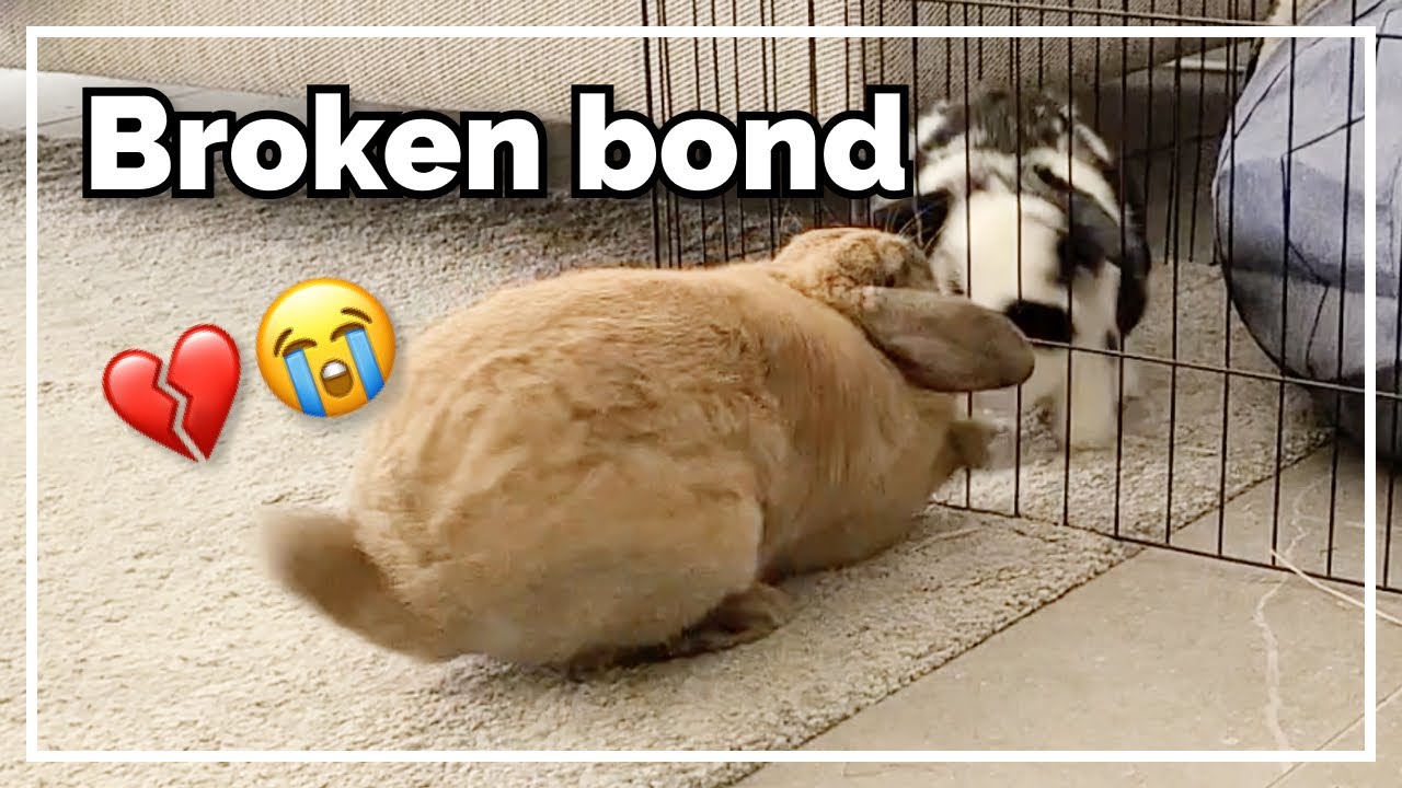 How We Fixed Their Broken Bond
