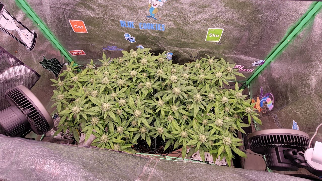 The Lab 2023 - Ken's GDP (Flower Stage) @KindLEDGrowLights