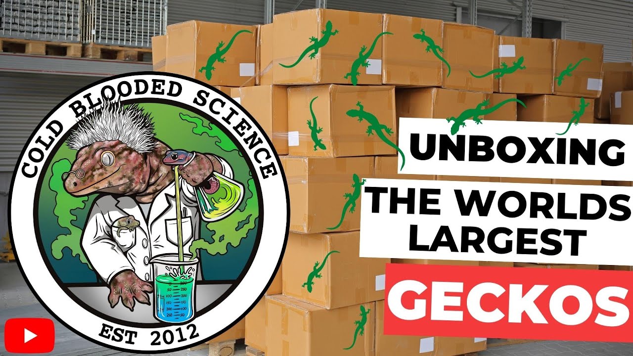 Leachianus Geckos: Unboxing 30+ Year Old Geckos!