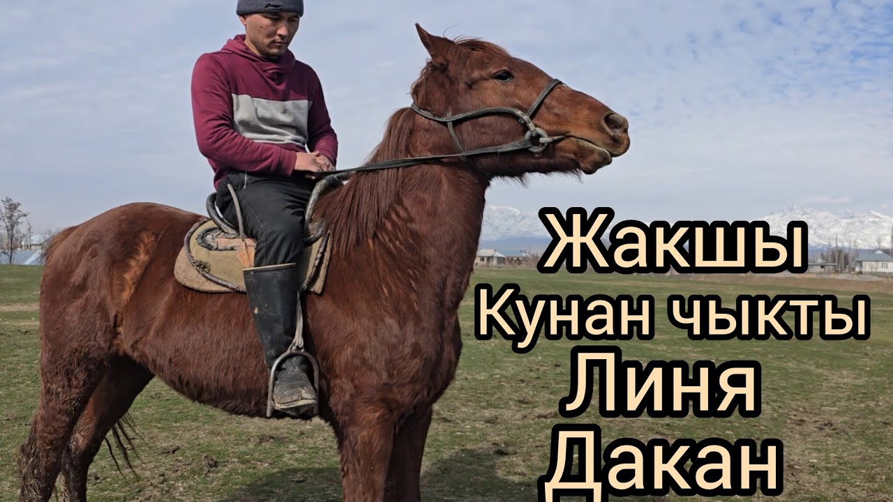 Жакшы кунан сатуга чыкты  Линя дакан #жылкыбазар #horse #rek #rekomendasi #атбазар #кыргызстан 