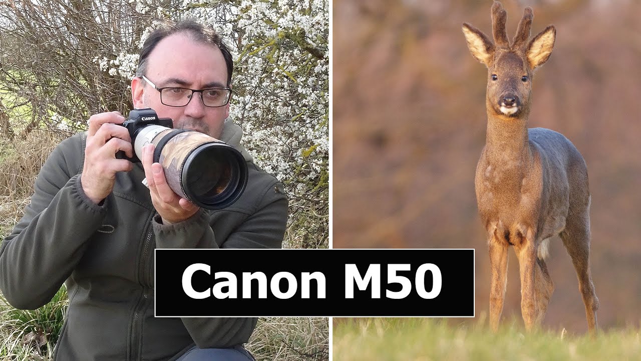 Использование беззеркальной камеры Canon EOS M50 для фотографирования косуль