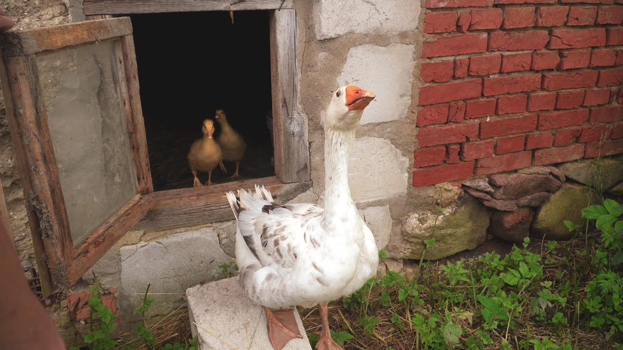 ПЕРВАЯ ночь малышей с ПАПОЙ Гусем!