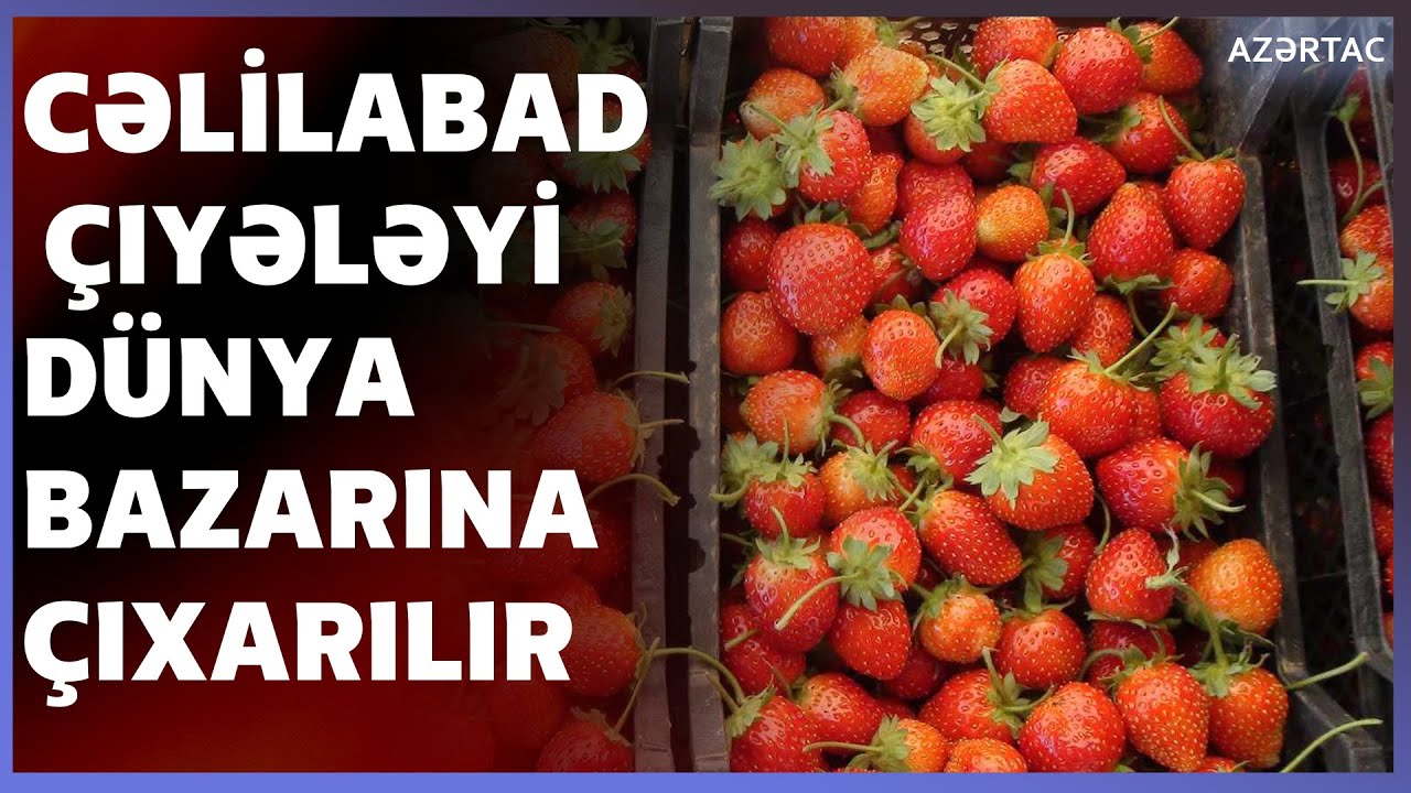 Cəlilabadda innovativ üsullarla becərilən çiyələk məhsulu dünya bazarına çıxarılır