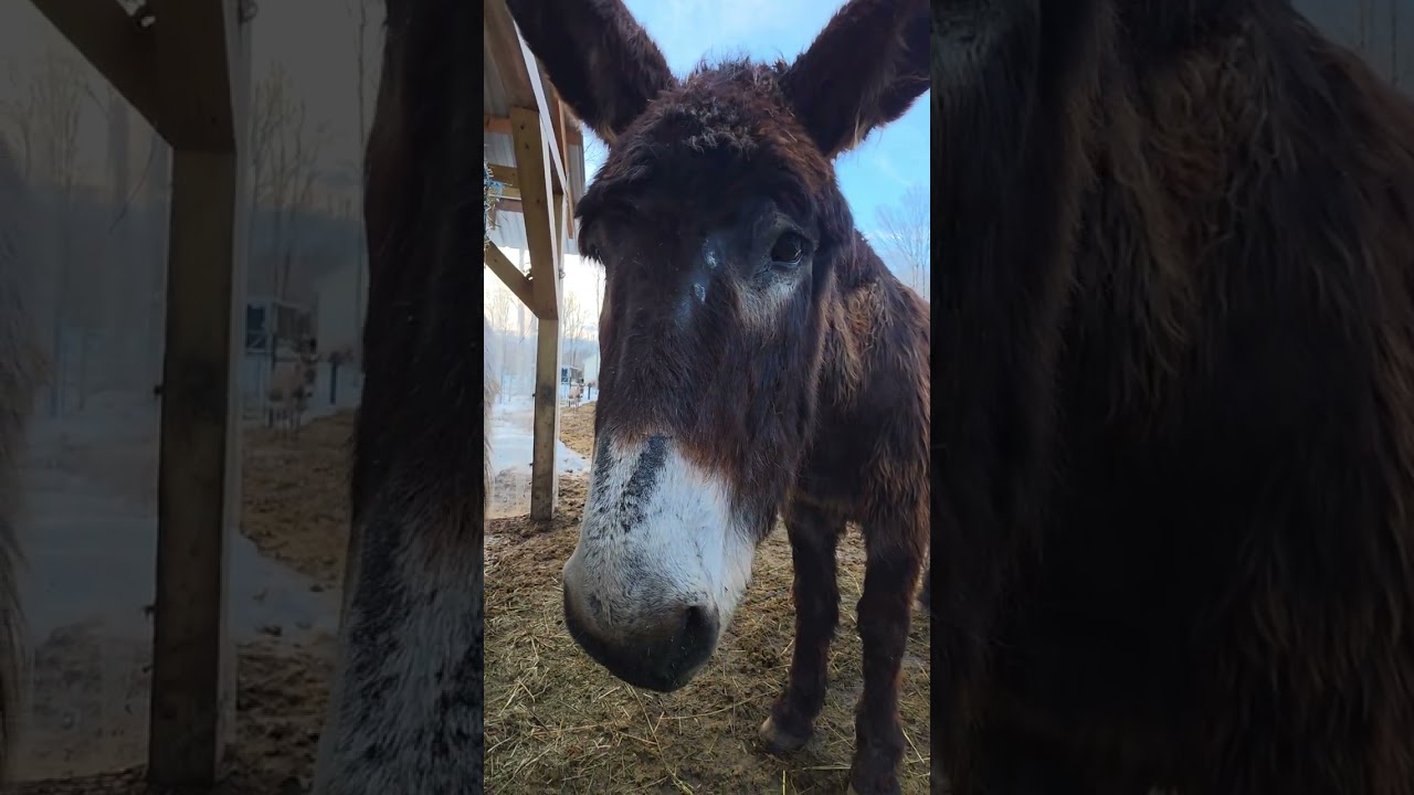Its hay day!! Thank you Kathy for this week's hay! Watch along for some exciting updates too!!