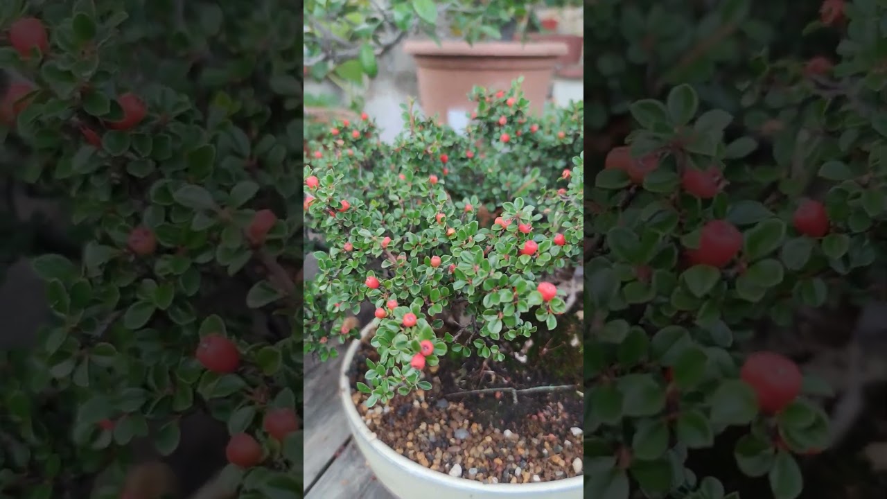 Cotoneaster horizontalis. Edad 32 a&ntilde;os. #bonsai #bonsaigarden #bonsaitree #cotoneasterbonsai