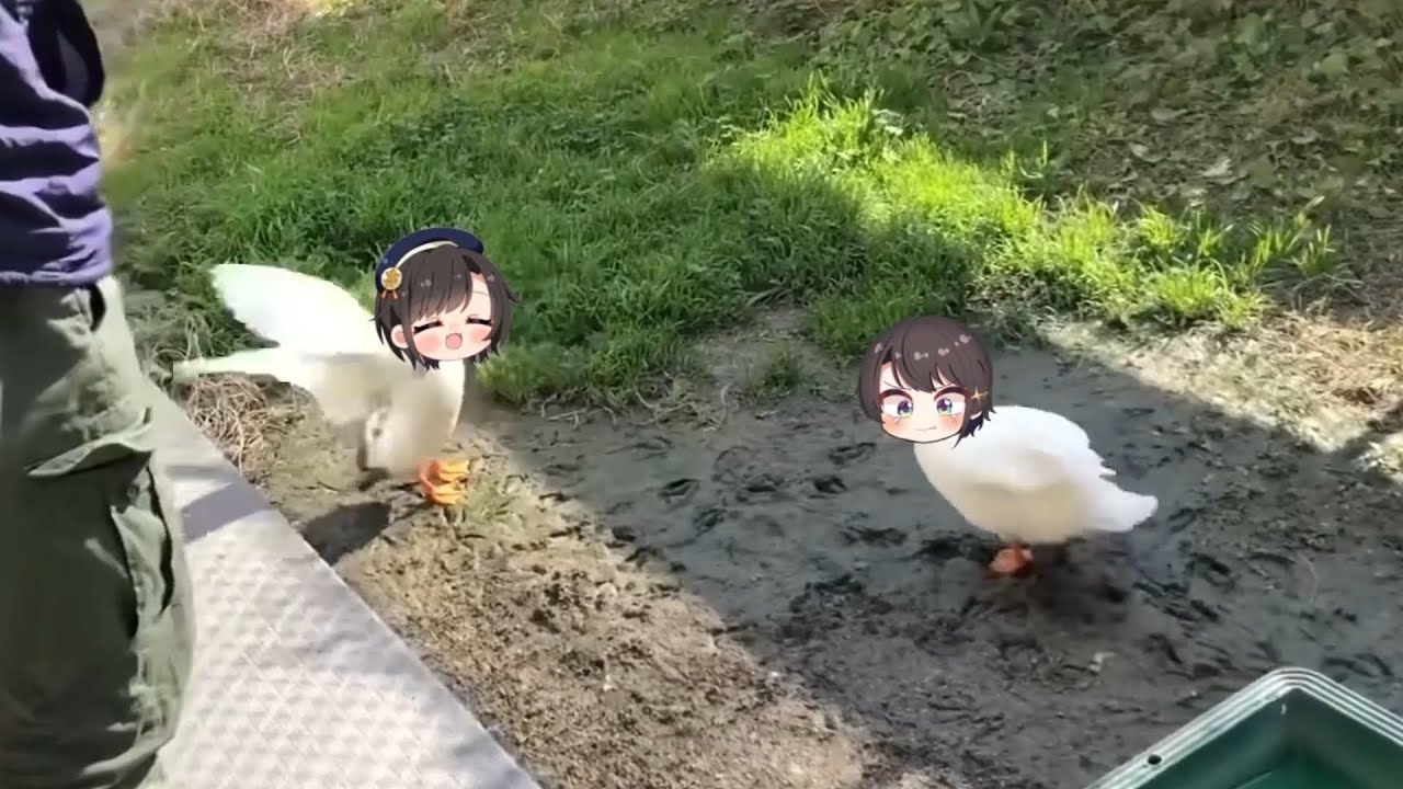 Subaru ducks get trapped | Animal hololive