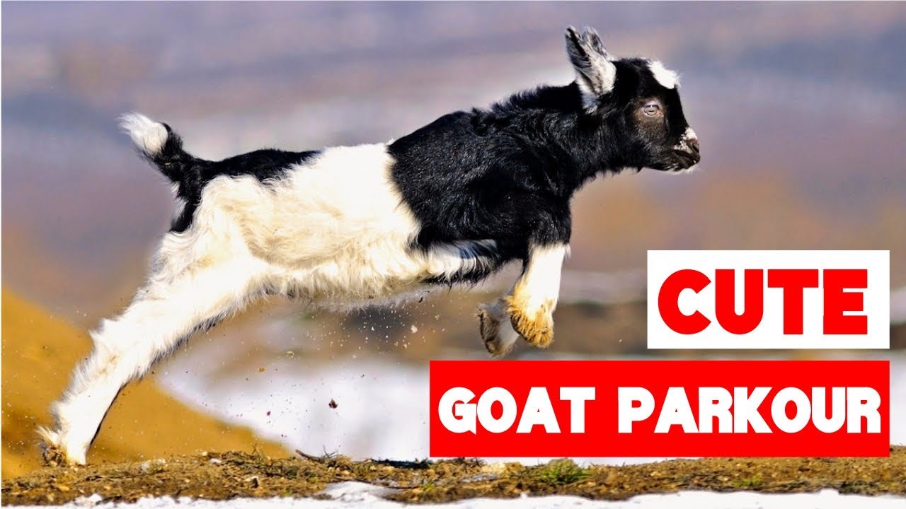 Greatest Baby Goat Jumping and Parkour Compilation!