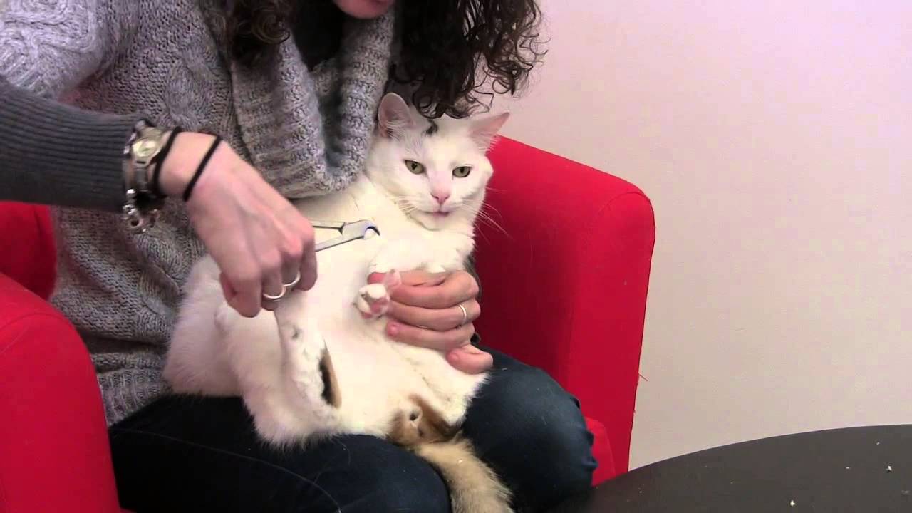 Alternatives to Declawing Cats:  How to Trim Cat Claws at Home