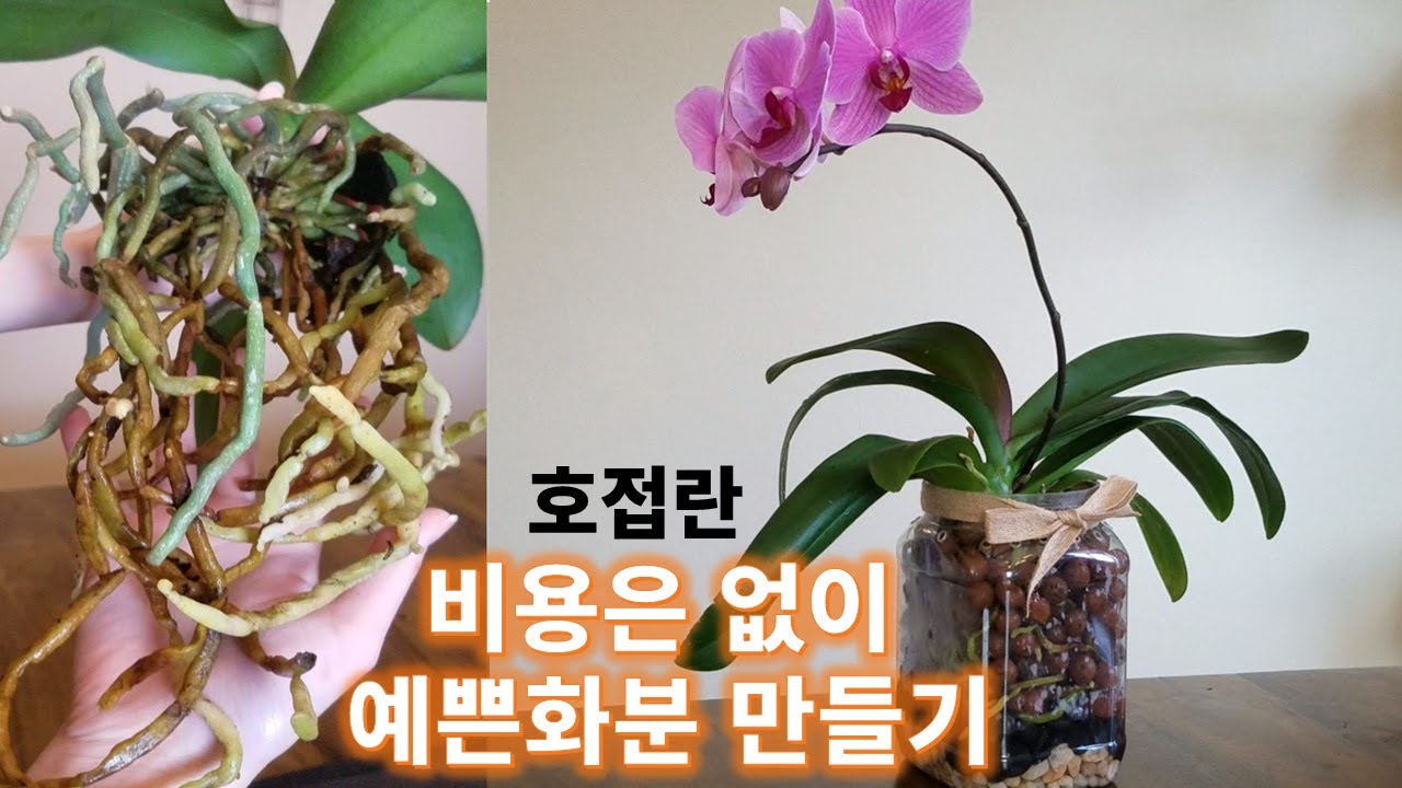 돈을 들이지 않는 호접란 화분 / 겨울에도 분갈이를  해야만 하는 이유