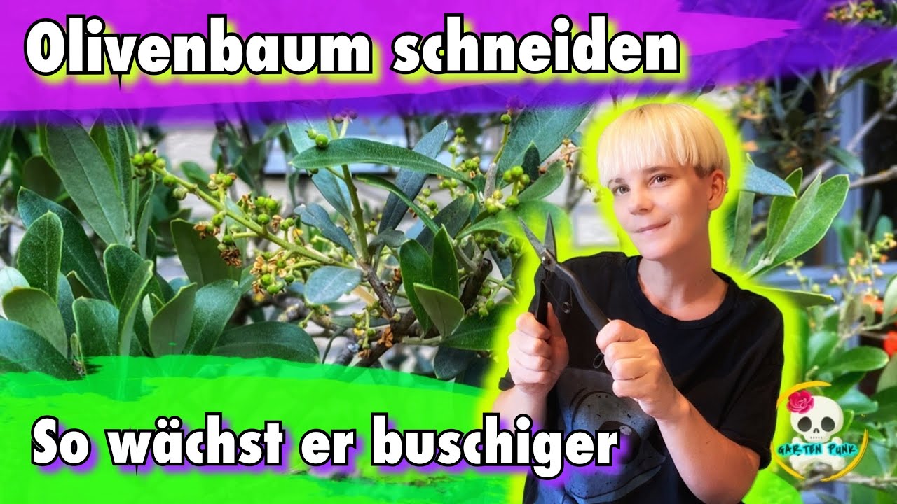 Olivenbaum schneiden | so wächst euer Olivenbaum kompakter / buschiger