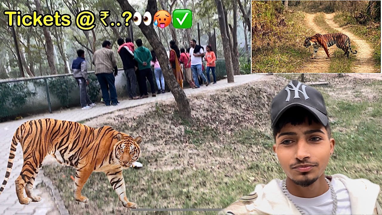 🐅❌⚠️ Ludhiana zoo ticket 🎟️ price. Tiger safari ludhiana. Ludhana Zoo. #ludhiana #punjabivlogs
