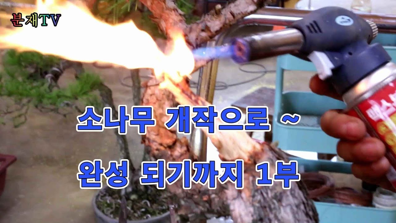 소나무 분재 개작 하기
제1부 사리작업 bonsai 분재교육 4회
