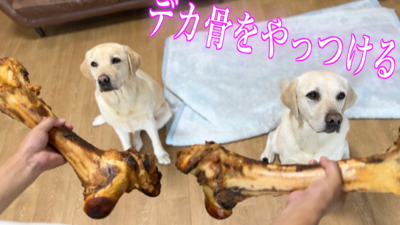【ゴンサン劇場】暑いのでデカ骨あげて家の中で疲れさせる作戦