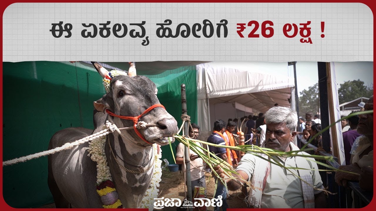 ಈ ಏಕಲವ್ಯ ಹೋರಿಗೆ ₹26 ಲಕ್ಷ | Hallikar Bull | Krishi Mela | GKVK | Farmers | Ekalvya | Varthur Santosh