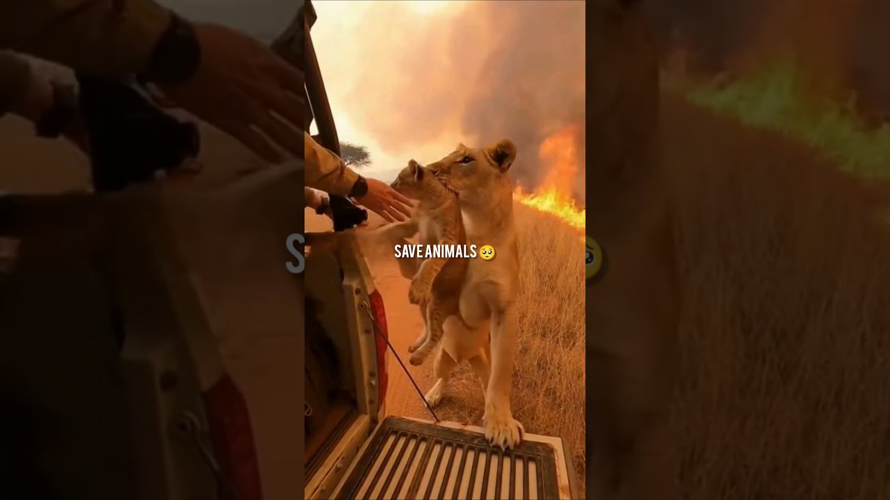 save animals moments 🥺