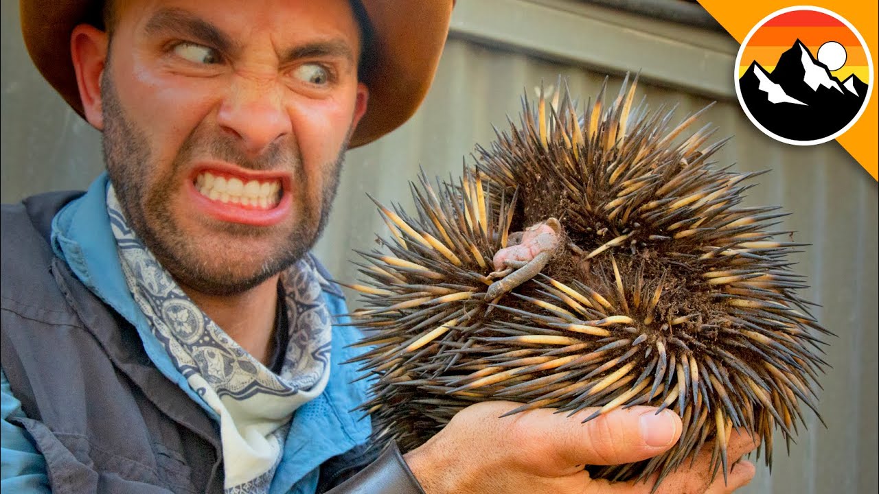 One of SPIKIEST CREATURES on the Planet!