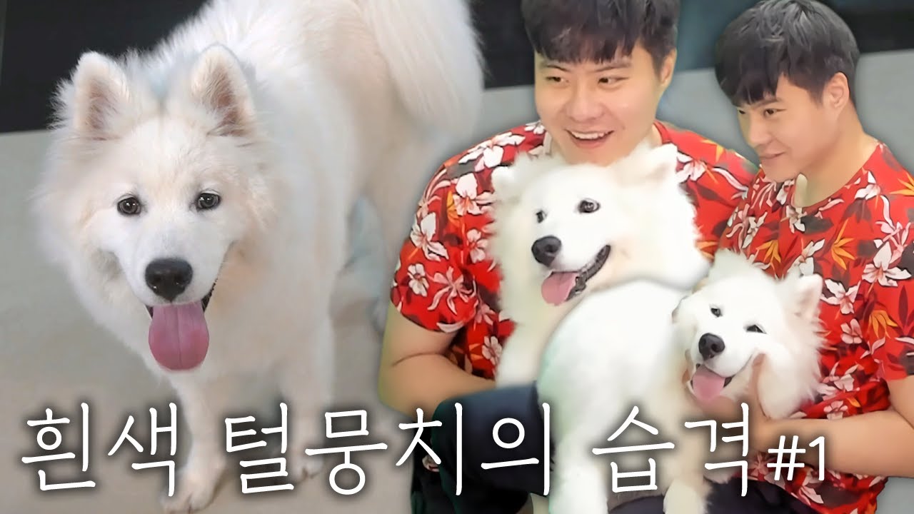 어느날 나타난 흰색 털뭉치! 겨울이가 왔다! [겨울이가 온 날 1편]
