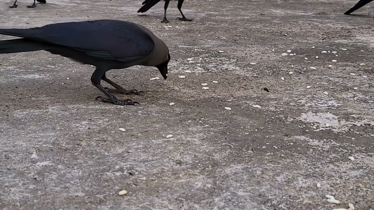 কাক,  বুলবুলি 🇧🇩