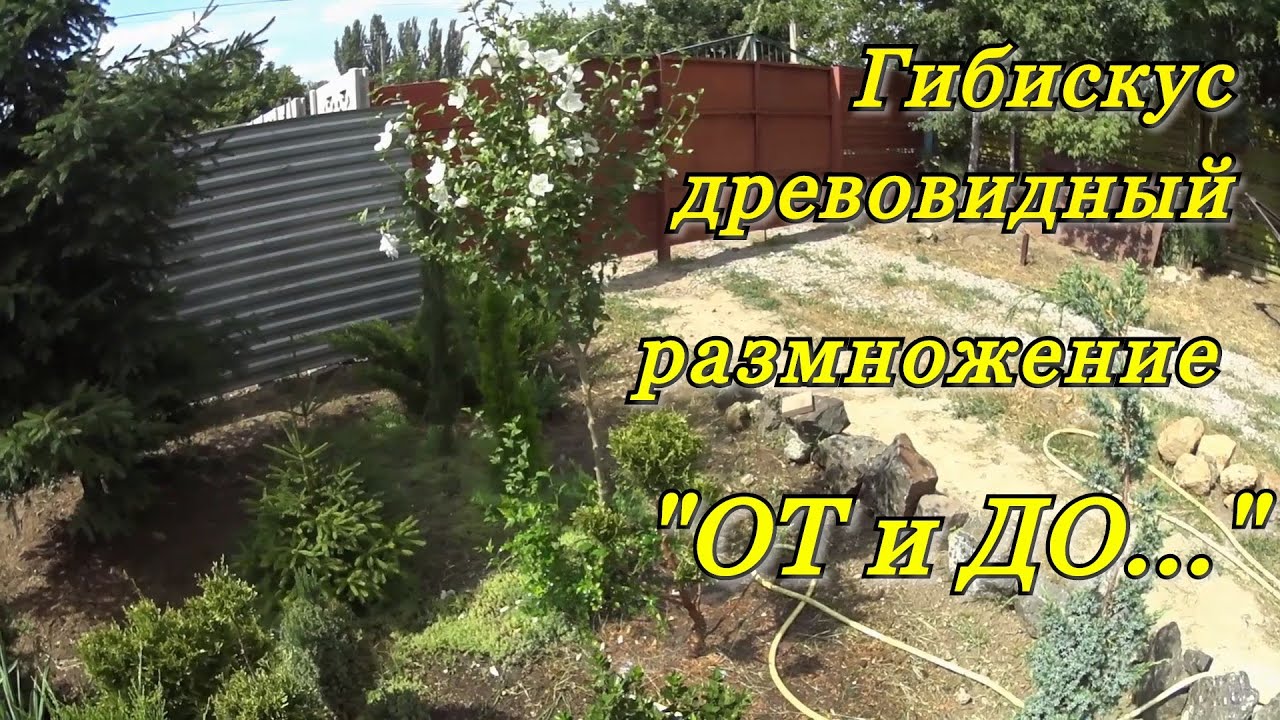 ГИБИСКУС ДРЕВОВИДНЫЙ - размножение черенками. Гибискус древовидный 