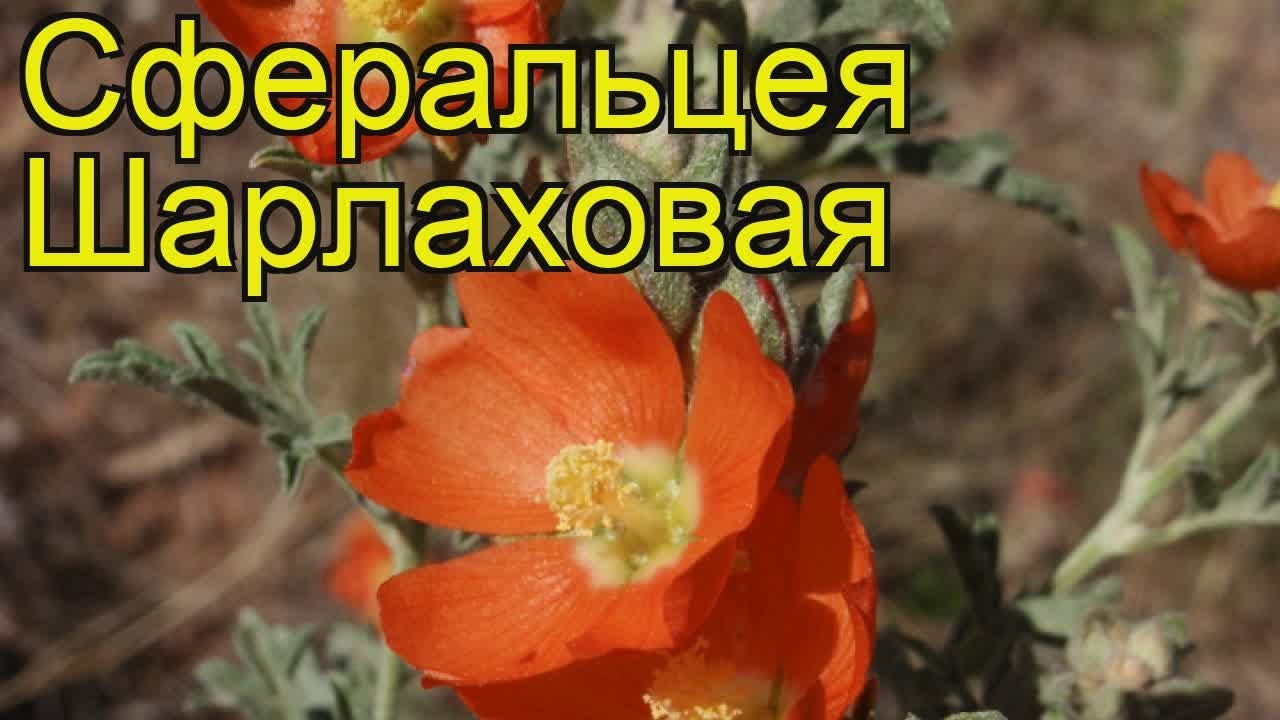 Сферальцея шарлаховая. Краткий обзор, описание характеристик, где купить sphaeralcea coccinea