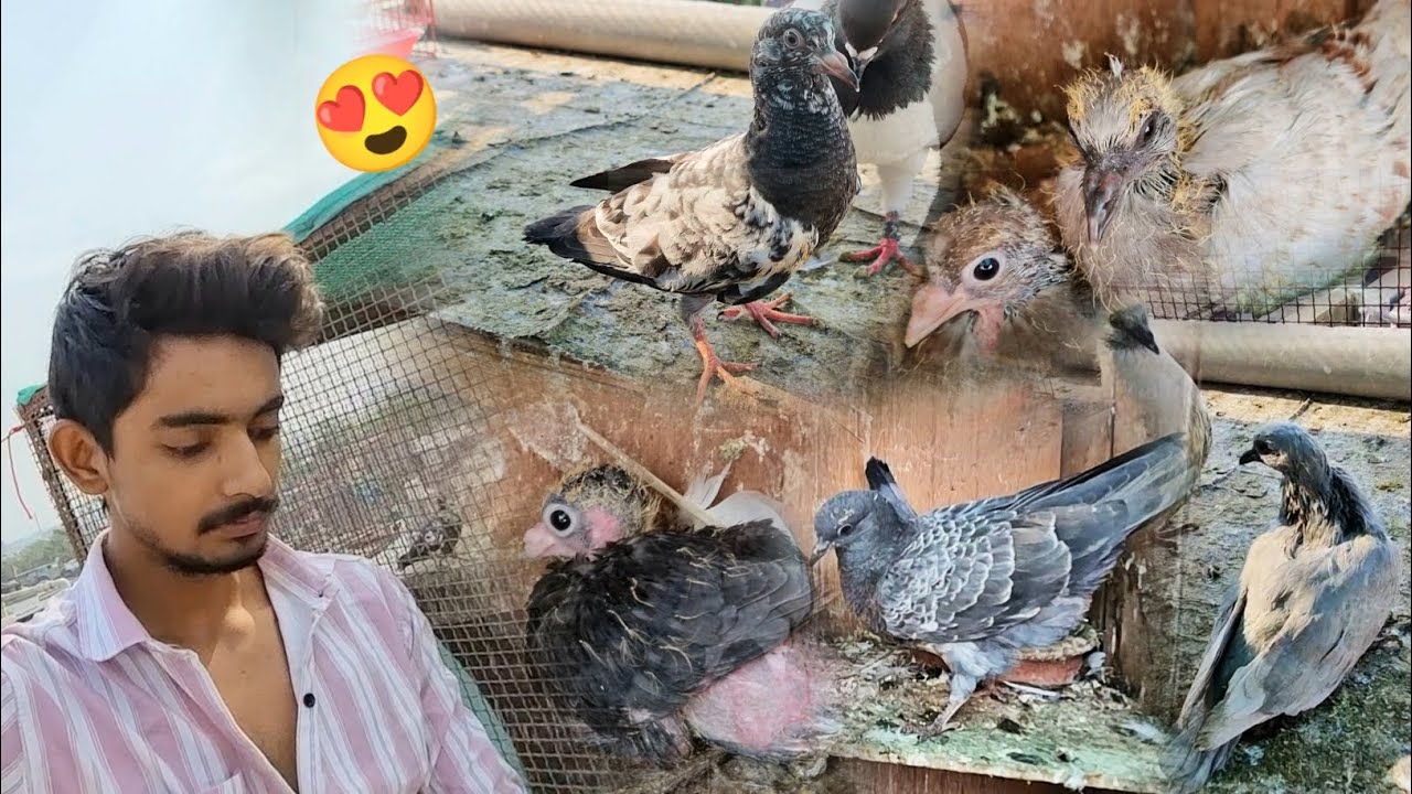 Breeding Progress 😍