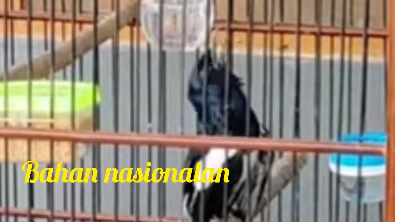 Pemilihan Kacer bahan tuk klas nasional.