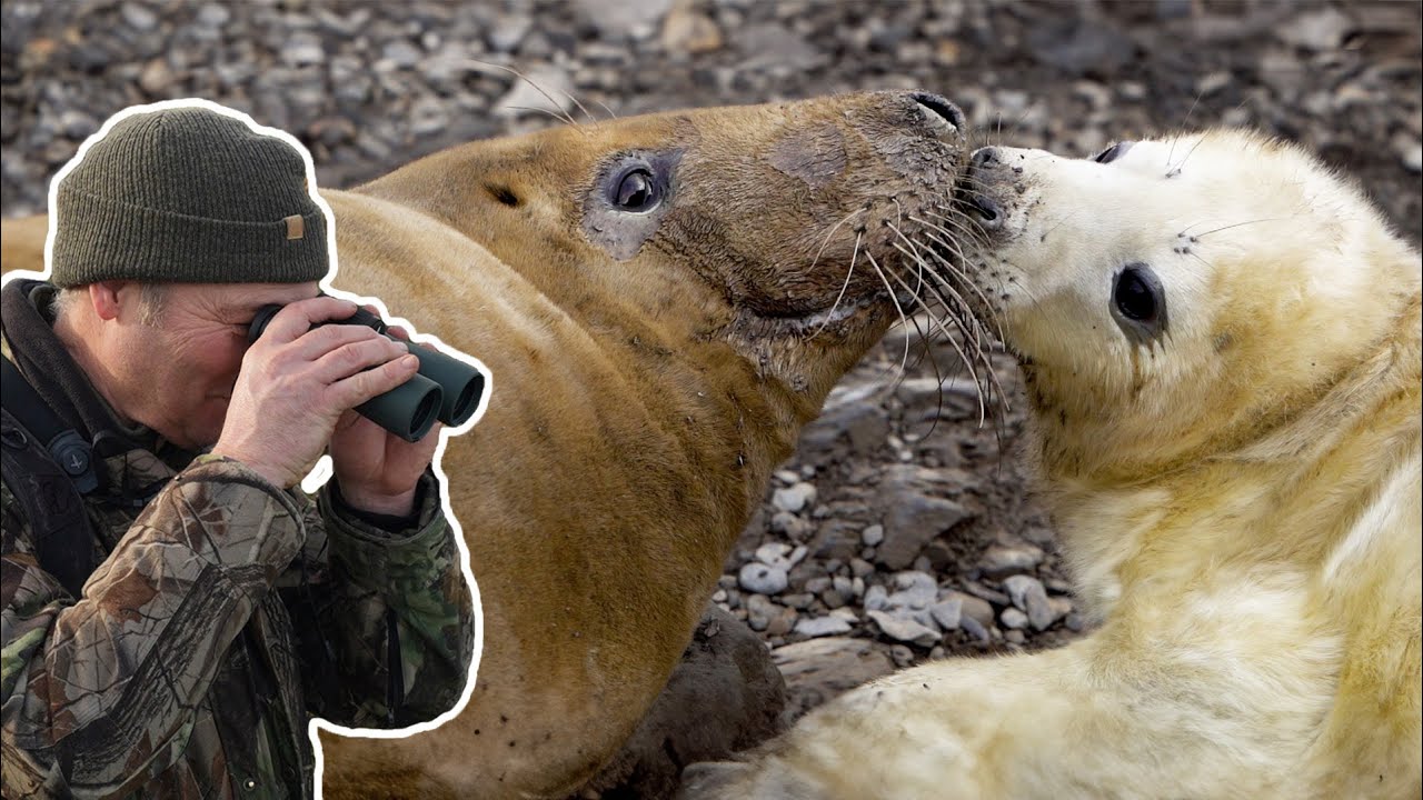 Secrets from a Grey Seal Colony | Discover Wildlife | Robert E Fuller