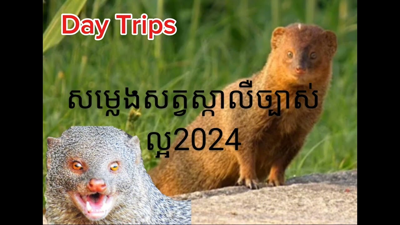 សម្លេងសត្វស្កាលឺច្បាស់ល្អ #birdtrap #birds #catching