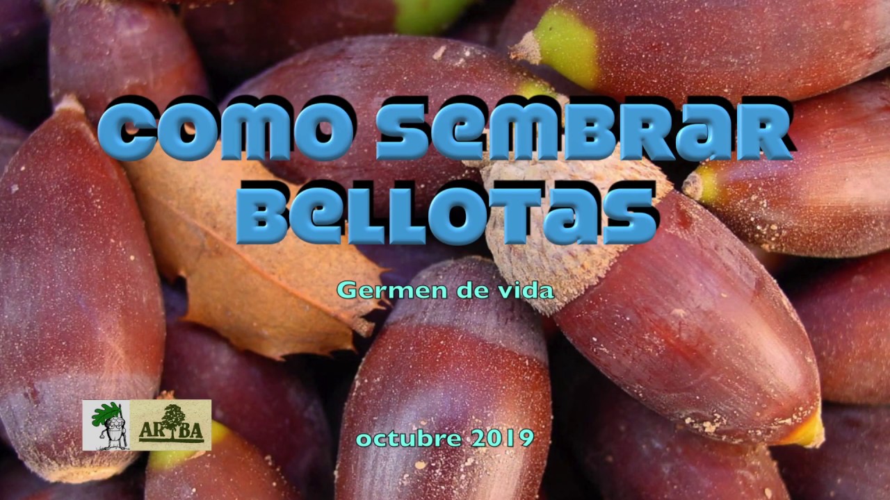 Como se siembran bellotas