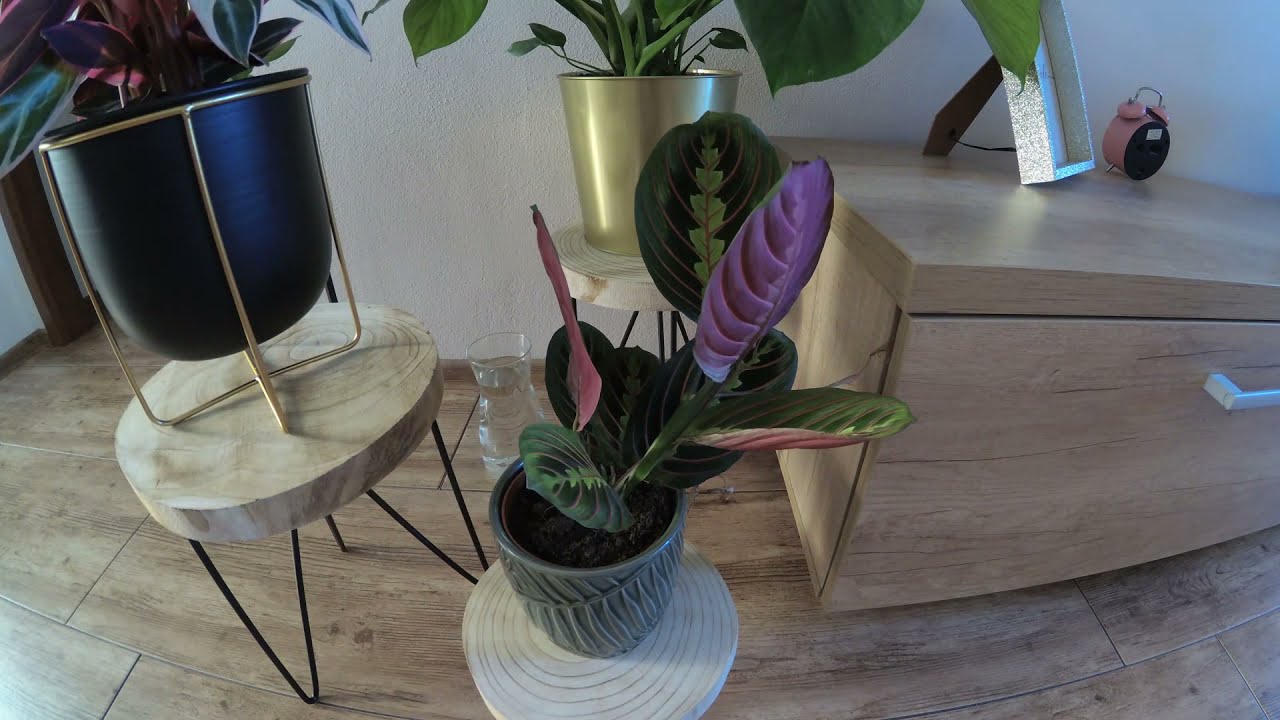 Maranta leuconeura / rebernata timelapse 12h