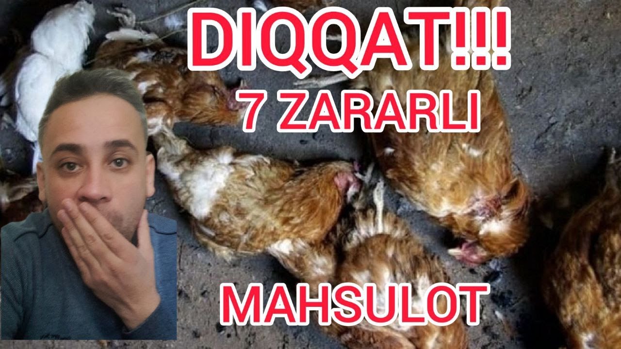 Parranda uchun zararli mahsulotlar. Bilib qo'ygan yaxshi!