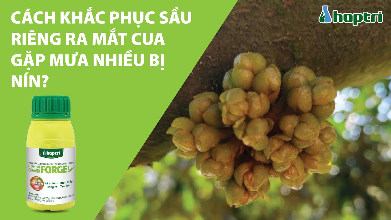 CÁCH KHẮC PHỤC SẦU RIÊNG RA MẮT CUA GẶP MƯA NHIỀU BỊ NÍN