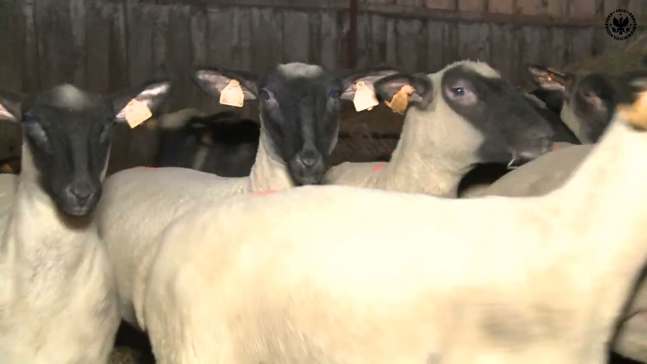 Nowe stado owiec w Rolniczym Zakładzie Doświadczalnym SGGW w Żelaznej