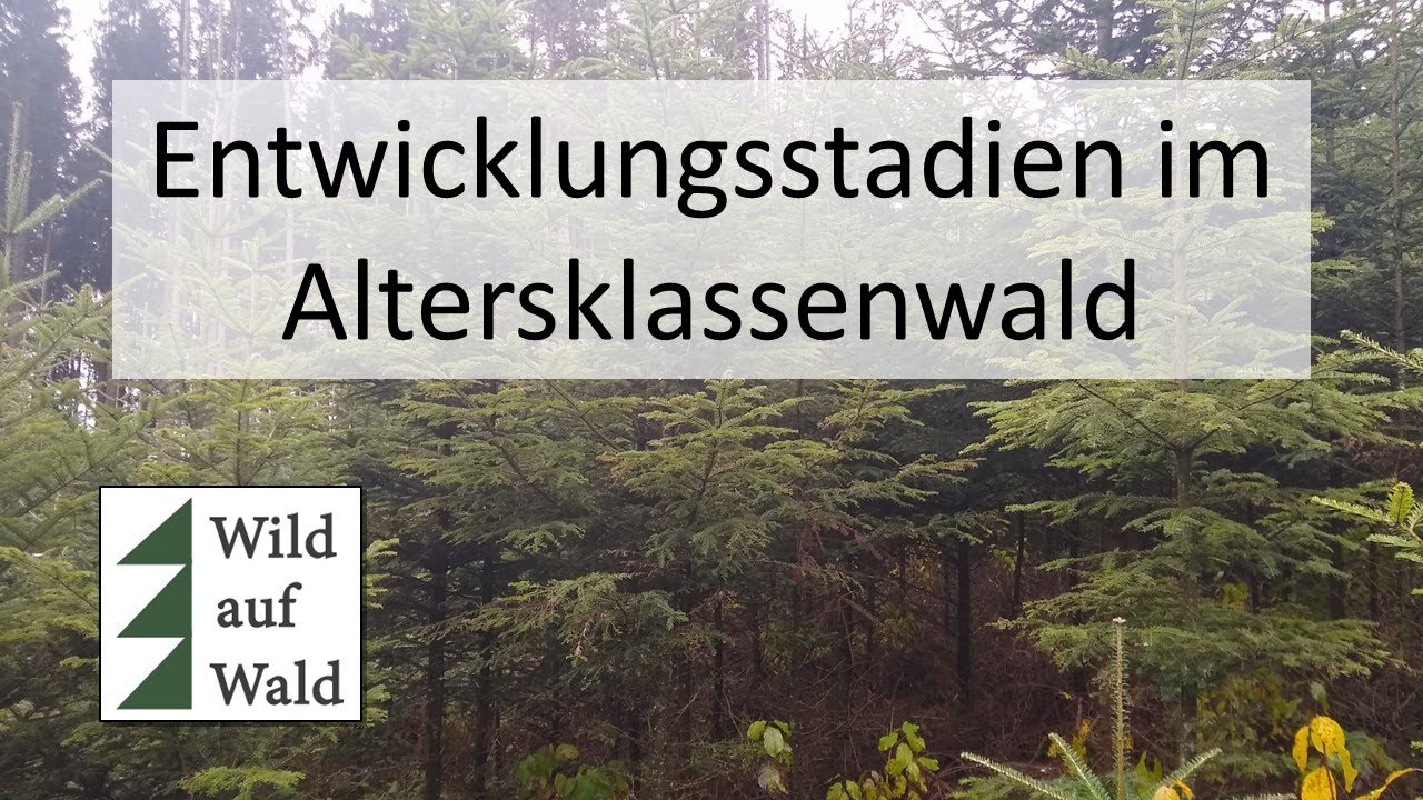 🌲Entwicklungsstufen im Altersklassenwald